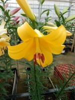 [5642 VH72 Cleone No02.JPG]